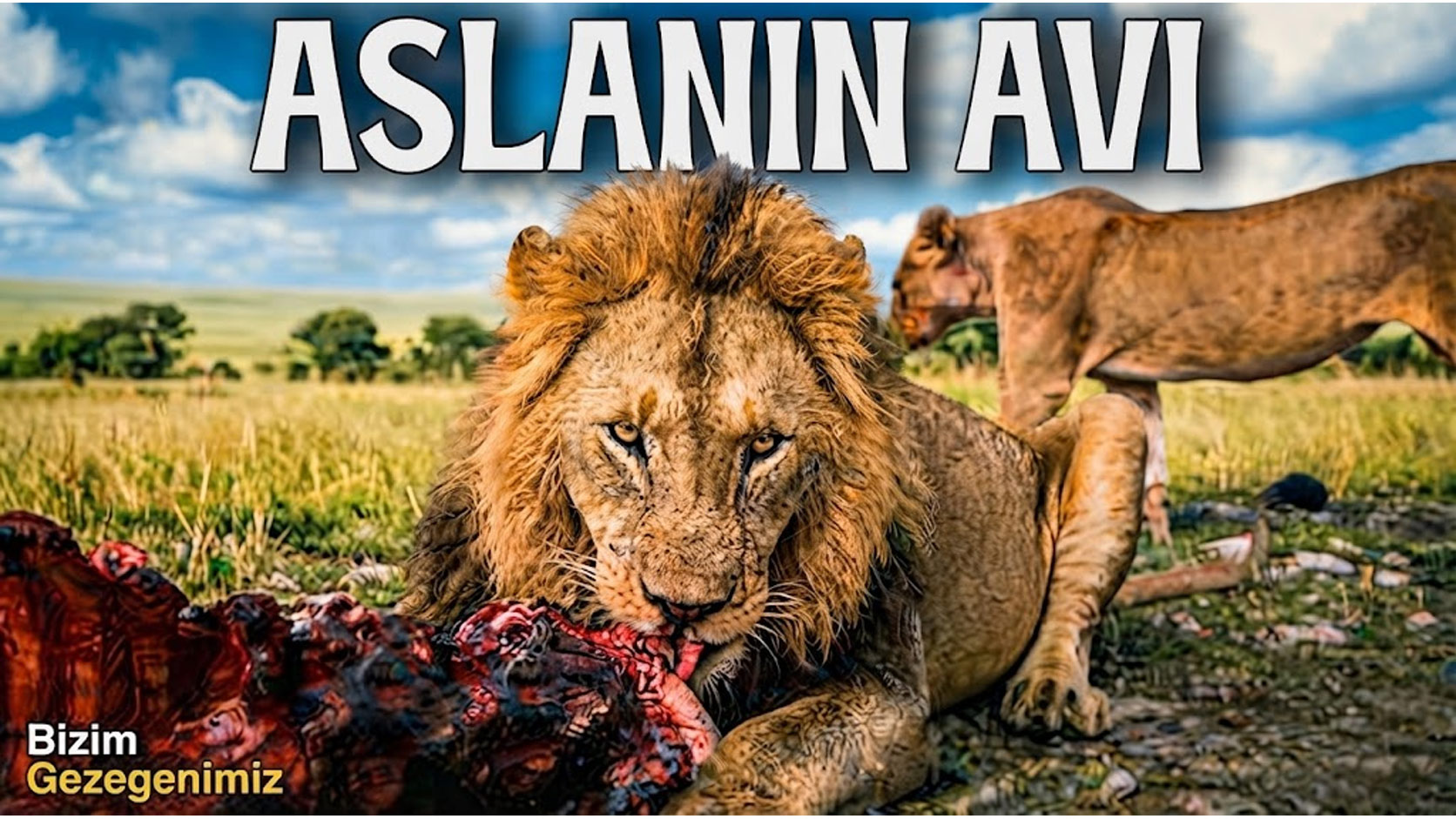 Aslan Avını Paylaşacak mı? | Vahşi Yaşam Belgeseli